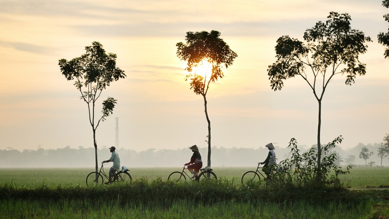 Three farmers on bicycles