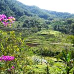 selogriyo rice field 2