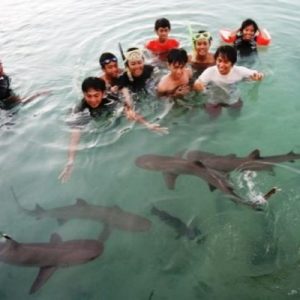 Swimming with sharks