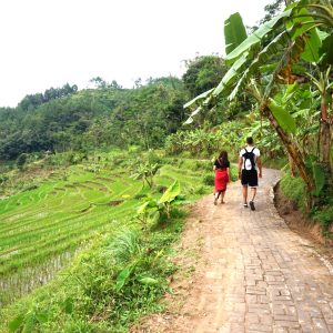 Walking by the rice fields